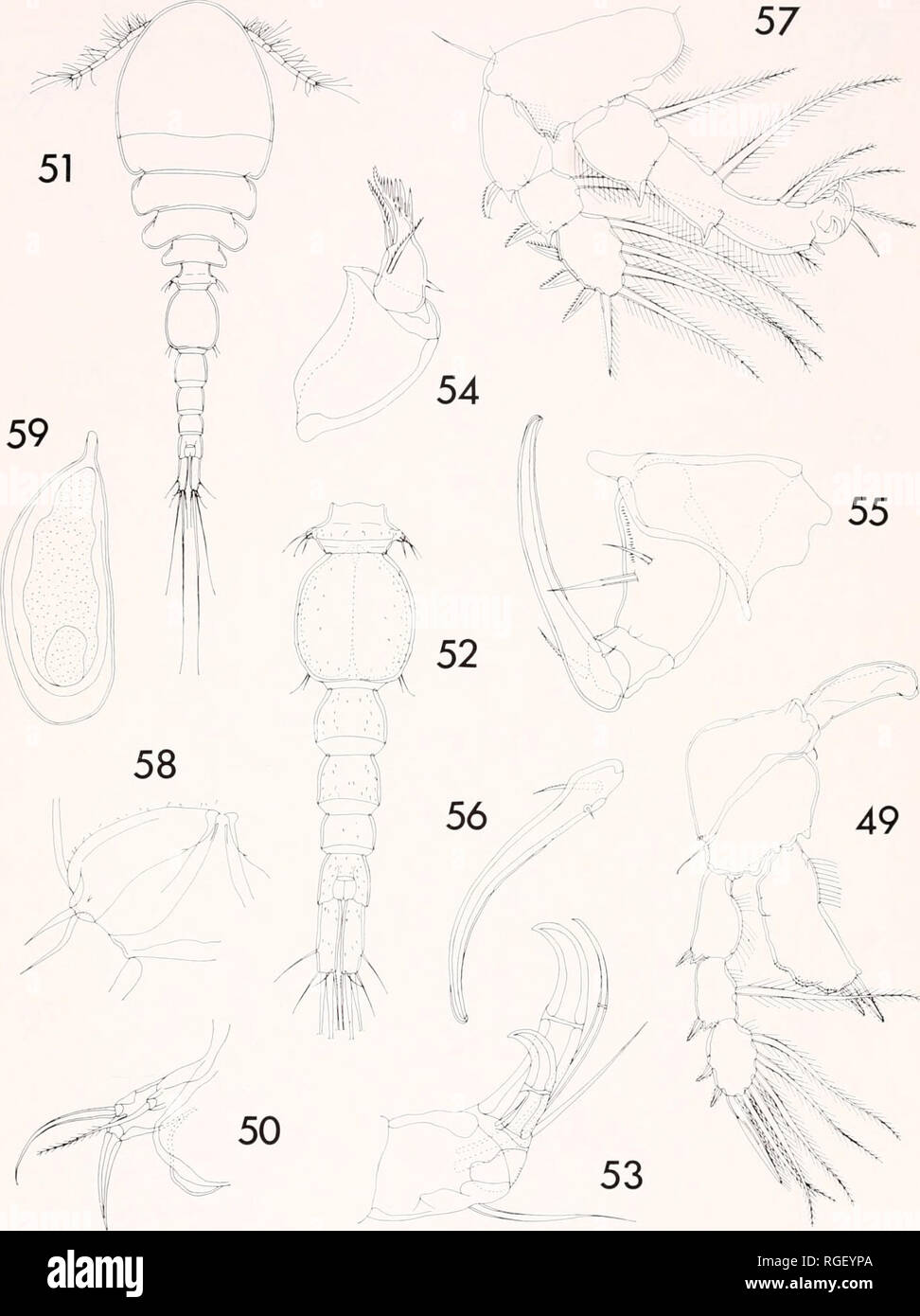 405 4 G High Resolution Stock Photography And Images Alamy