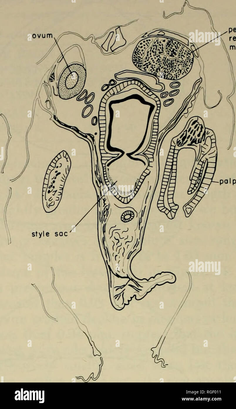 Shell Ganglion . Bulletin of the Museum of Comparative Zoology at Harvard College ...