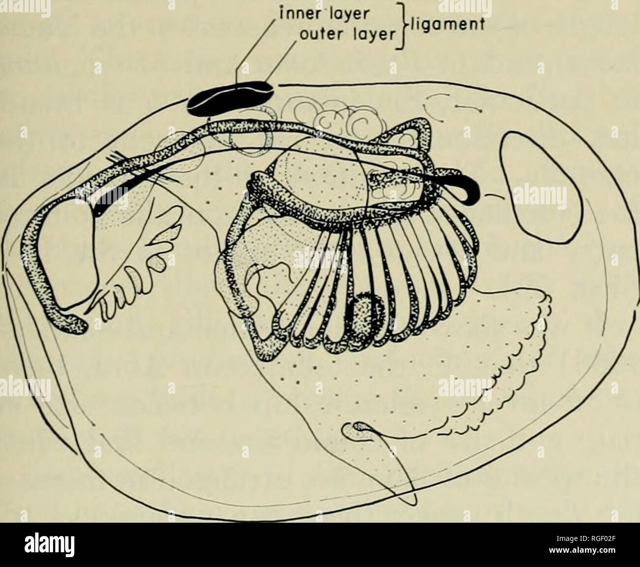 . Bulletin of the Museum of Comparative Zoology at Harvard College. Zoology. Figure 15