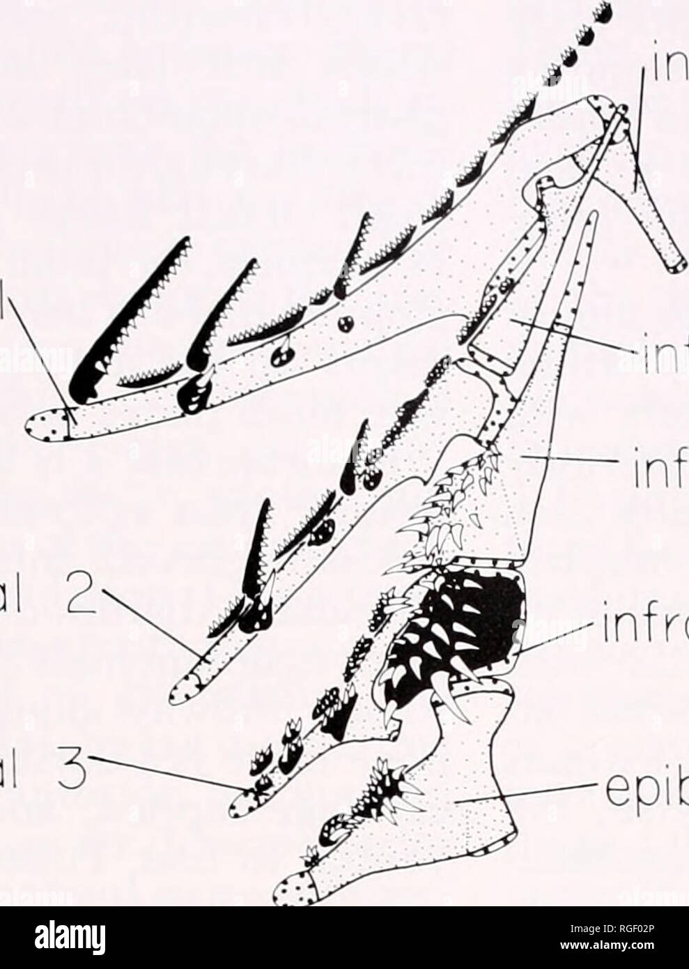. Bulletin of the Museum of Comparative Zoology at Harvard College ...