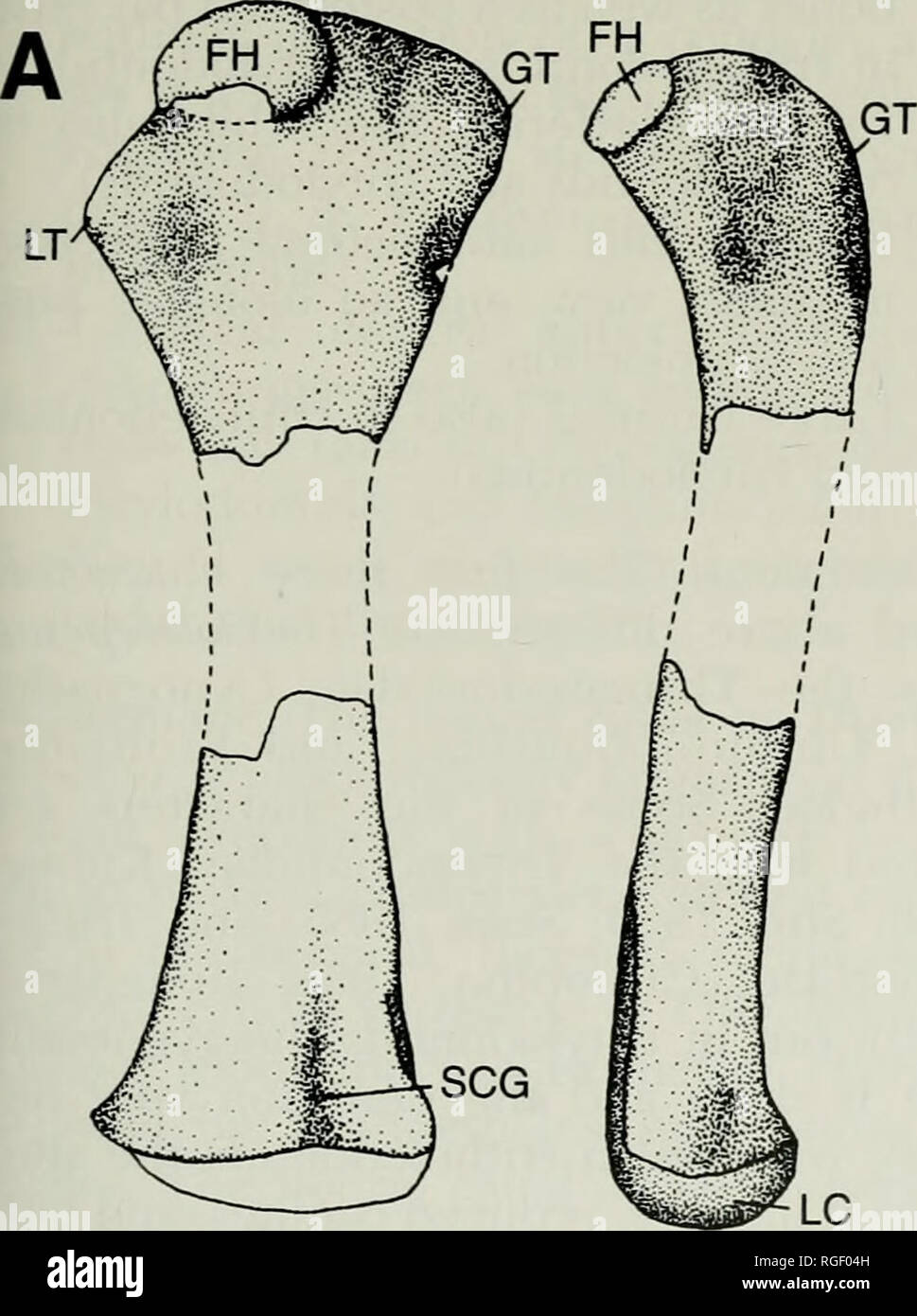 . Bulletin of the Museum of Comparative Zoology at Harvard College. Zoology. Figure 6. Therioherpeton cargnini. Part of the presacral vertebral column showing broad neural arches, posterodorsally directed neural spines, and ribs without overlapping processes.. B 5 mm. Please note that these images are extracted from scanned page images that may have been digitally enhanced for readability - coloration and appearance of these illustrations may not perfectly resemble the original work.. Harvard University. Museum of Comparative Zoology. Cambridge, Mass. : The Museum Stock Photo