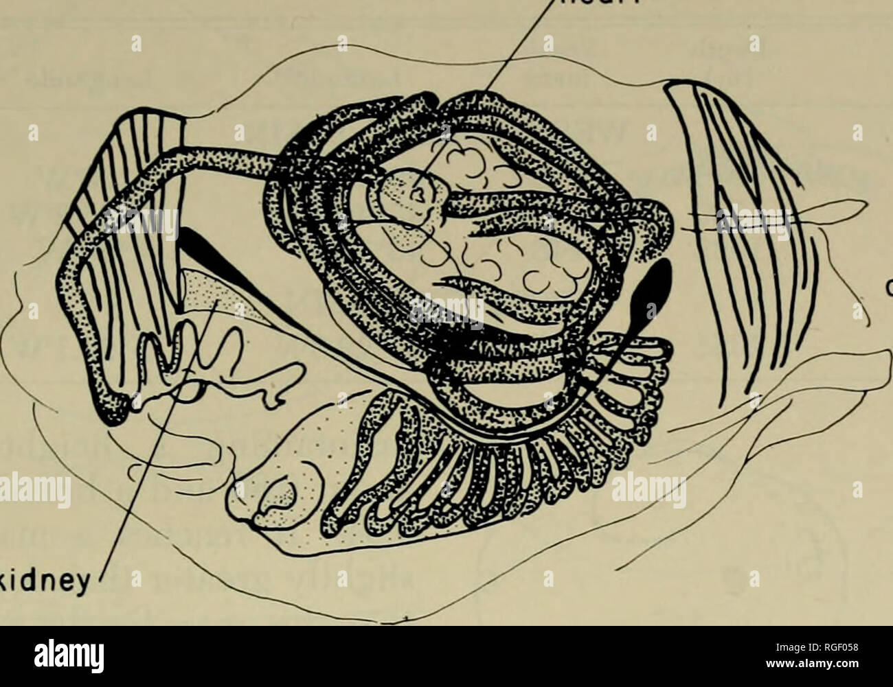 . Bulletin of the Museum of Comparative Zoology at Harvard College