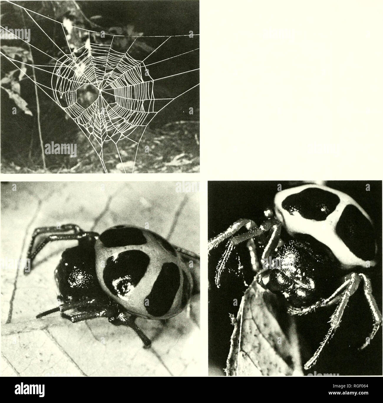 . Bulletin of the Museum of Comparative Zoology at Harvard College. Zoology. 130 BuUetiu Museum of Comparative Zoology, Vol. 155, No. 3. Plate 1. Upper left, web of Hypognatha scutata from Trinidad, 14 cm horizontal diameter of web (photo J. Coddington). Lower, female Encyosaccus sexmaculatus from near Iquitos, Peru (photo J. Warfel). mill long, 2. and males have been of being collected to- fourdi 1.0. Abdomen 2.4 wide. Note. Females matched on basis gether. Variation. Total length of females 8.5 to 9.4 mm. The coloration of females is vari- able. The holotyj^e has the cephalic area of the car Stock Photo