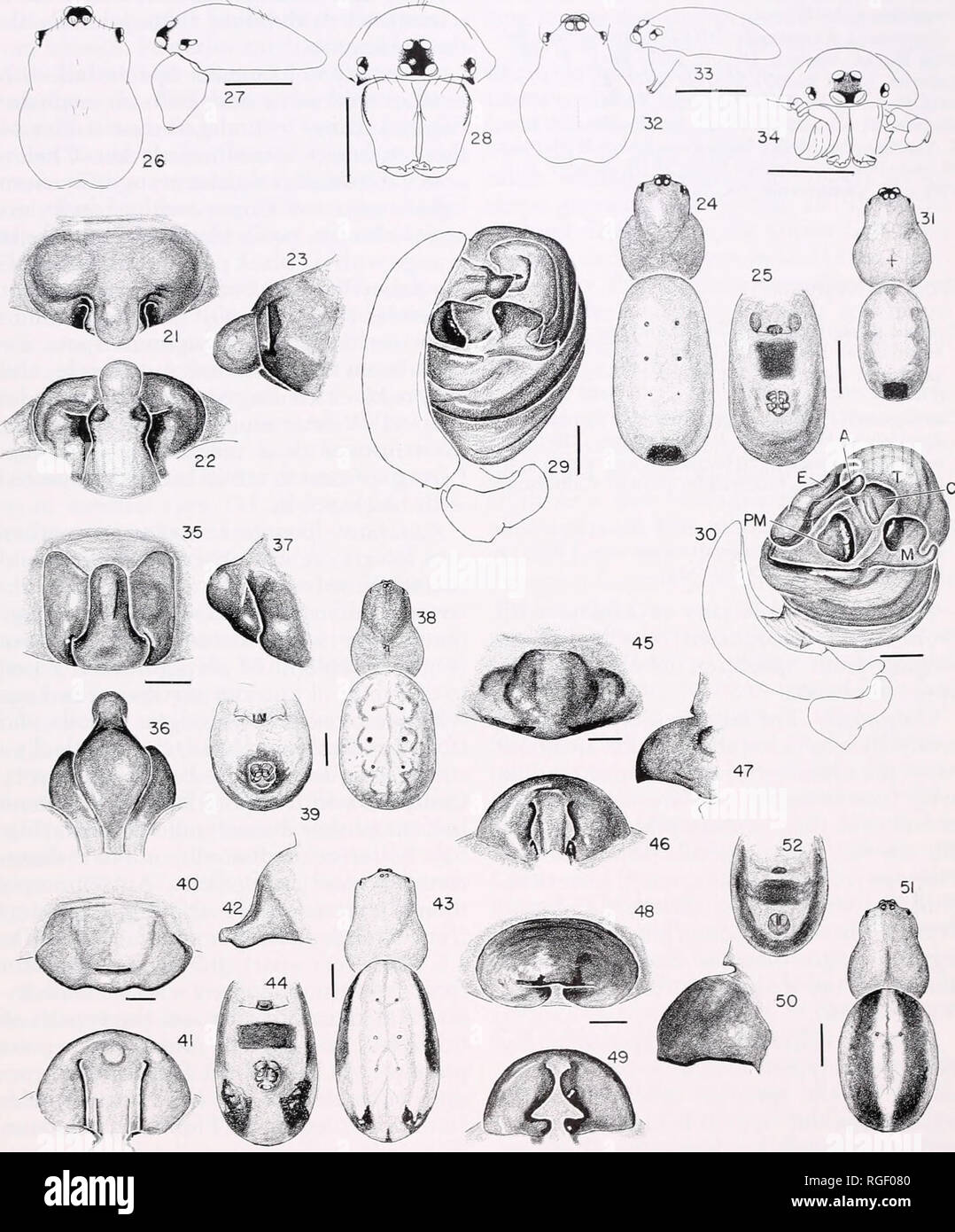 . Bulletin of the Museum of Comparative Zoology at Harvard College. Zoology. ACTINOSOMA, Spilasma, Micrepeira, Pronous • Levi 167. Figures 45-52. H. dimona n. sp., female. 45-50, epigynum. 45, 48, ventral. 46, 49, posterior. 47, 50. lateral. 45^7, (holotype). 48-50, (paratype). 51, dorsal. 52, abdomen, ventral. Abbreviations. A, terminal apophysis. C, conductor. E, embolus. M, median apophysis. PM, paramedian apophysis. Scale lines. 1.0 mm, genitalia 0.1 mm.. Please note that these images are extracted from scanned page images that may have been digitally enhanced for readability - coloration  Stock Photo