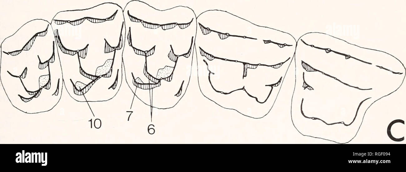 . Bulletin of the Museum of Comparative Zoology at Harvard College