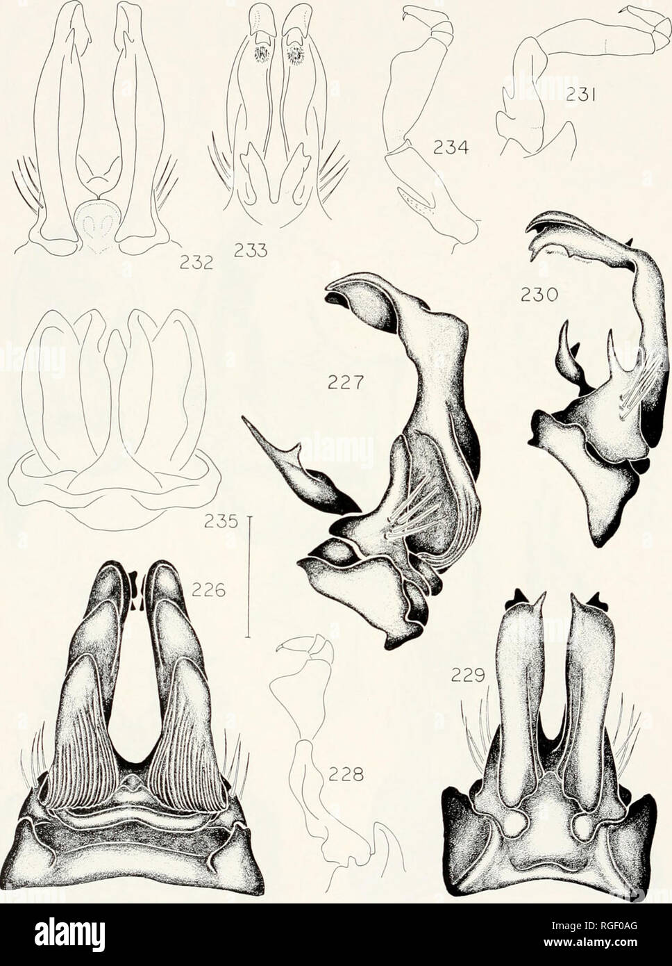 . Bulletin of the Museum of Comparative Zoology at Harvard College. Zoology. 310 BuUclin Museum of Comparative Zoology, Vol. 144, No. 4. Figures 226-235. Anatomy of C/e/dogono spp. Figs. 226-228. C. maculata. Fig. 226. Anterior gonopods, anterior view. Fig. 227. Left anterior gonopod, lateral view. Fig. 228. Right posterior gonopod, anterior view. Figs. 229-231. C. fizoc. Fig. 229. Anterior gonopods, anterior view. Fig. 230. Left anterior gonopod, lateral view. Fig. 231. Posterior gonopod, anterior view. Figs. 232-235. C. z/'maponiensis. Fig. 232. Anterior gonopods, anterior view. Fig. 233. An Stock Photo