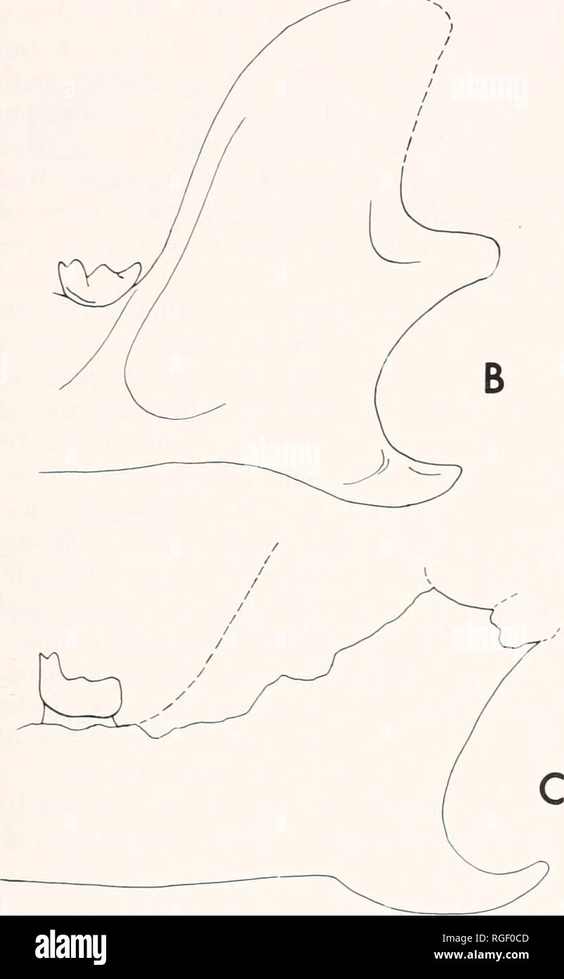 . Bulletin of the Museum of Comparative Zoology at Harvard College. Zoology. Figure 35. Lateral view of posterior of mandible, not to same scale. A) Carpodaptes hazelae, PL) 21399. B) Plesiadapis rex, PL) 21246 (reversed). C) Phe- nacolemur sp., PL) 21405 (M3 restored). (Wilson and Szalay, 1972) are each known from one poorly preserved skull. Present evidence permits few comparisons between Carpolestes and these genera, but it is prob- ably valid to conclude that the palatal (and preorbital) length was relatively much less in Carpolestes than in Plesiadapis, and was comparable to or slightly l Stock Photo