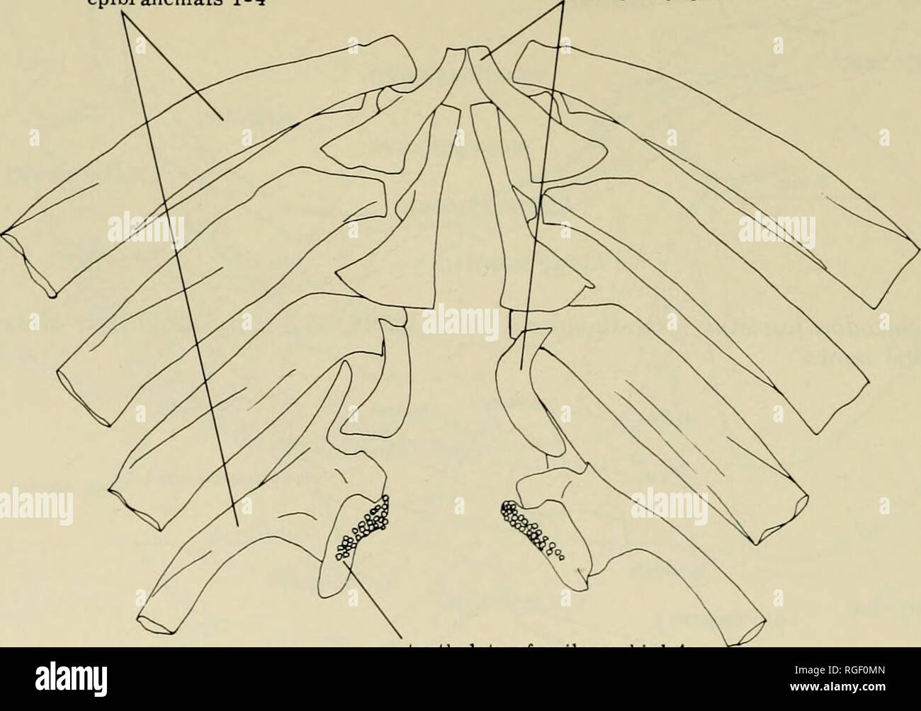 . Bulletin of the Museum of Comparative Zoology at Harvard College ...