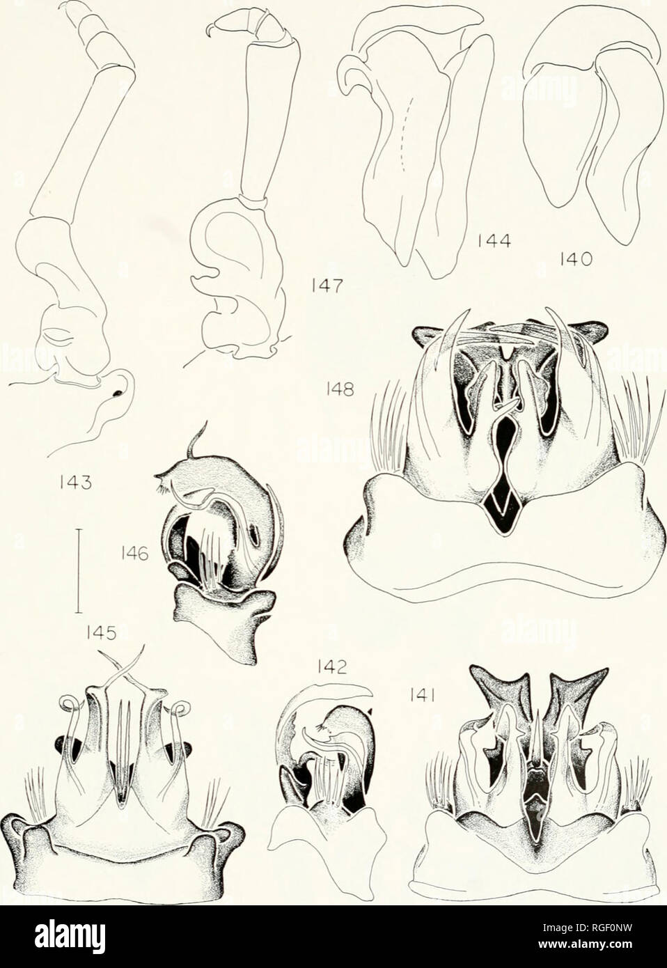 . Bulletin of the Museum of Comparative Zoology at Harvard College. Zoology. Studies in Chordeumida • Shear 299. Figures 140-148. Anatomy of Pseudotremia spp. Fig. 140. Right cyphopod of specimen of P. fulgida from same locality as those shown in Figs. 138 and 139, ventral view. Figs. 141-144. P. corterens/s. Fig. 141. Anterior gonopods, anterior view. Fig. 142. Left anterior gonopod, lateral view. Fig. 143. Right posterior gonopod, anterior view. Fig. 144. Right cyphopod, ventral view. Figs. 145—147. P. deprehendor. Fig. 145. Anterior gonopods, anterior view. Fig. 146. Left anterior gonopod,  Stock Photo