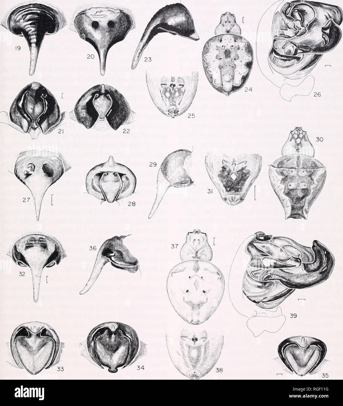 . Bulletin of the Museum of Comparative Zoology at Harvard College. Zoology. Parawixia • Levi 15. Figures 19-26. Parawixia destricta (O. P.-Cambridge). 19-25, female. 19-23, epigynum. 19, 20, ventral. 21, 22, posterior. 23, lateral. 24, dorsal. 25, abdomen, ventral. 19, 21, 23, (Guatemala). 20, 22, (Chiapas). 26, left male palpus. Figures 27-31. P. barbacoas n. sp., female. 27-29, epigynum. 27, ventral. 28, posterior. 29, lateral. 30, dorsal. 31, abdomen, ventral. Figures 32-39. P. rimosa (Keyserling). 32-38, female. 32-36, epigynum. 32, ventral. 33-35, posterior. 36, lateral. 32, 33, 36, (syn Stock Photo