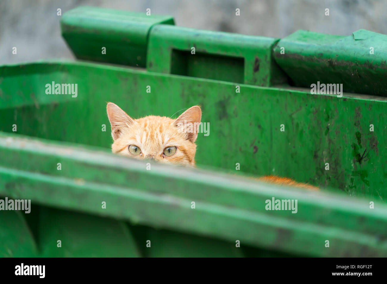 Funny cat hiding in recycler bin Stock Photo Alamy