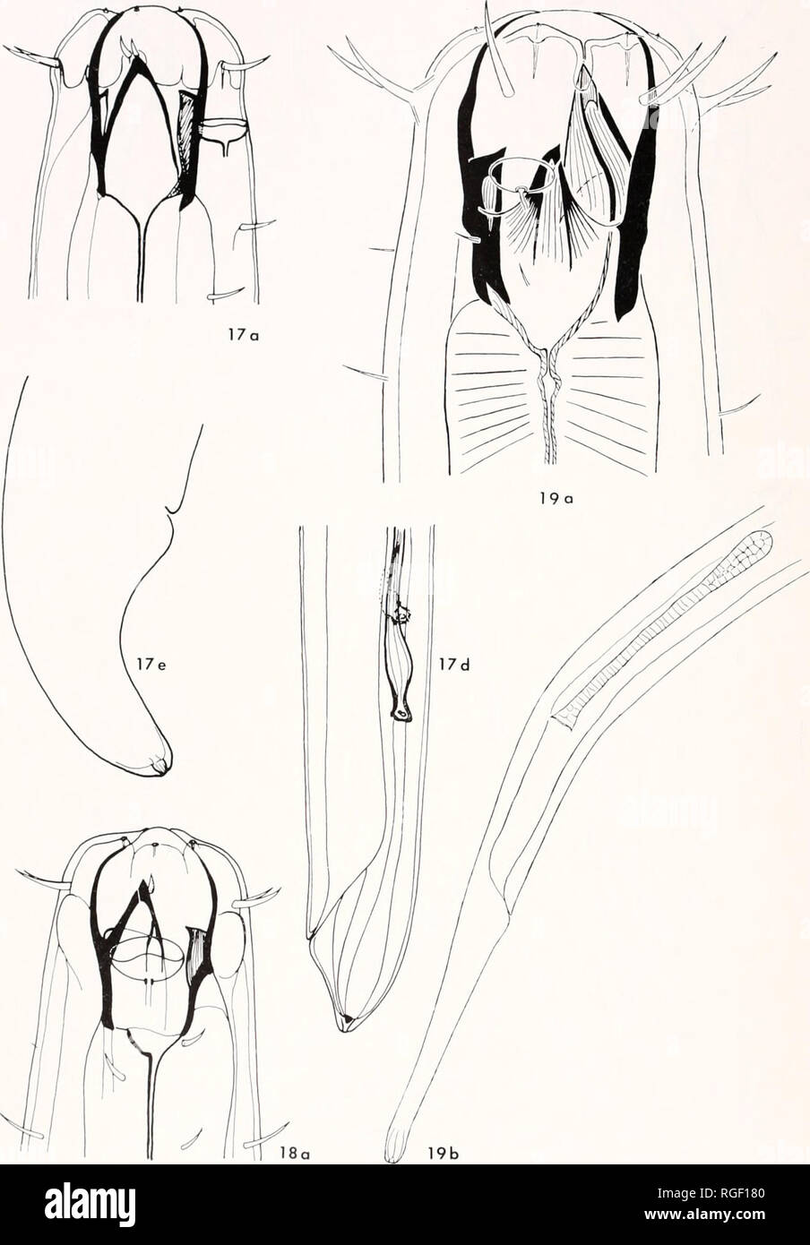 . Bulletin of the Museum of Comparative Zoology at Harvard College. Zoology. 316 Bulletin Museum of Comparative Zoology, Vol. 135, No. 5. Plate IX Metoncholaimus intermedius Fig. 17, a, d, e-. a—anterior end of male; d—posterior end of female; e—tail of juve- nile female. Mefoncholoimus simplex Fig. 18, a—anterior end of mole. Metoncho/o/mus sc/ssus Fig. 19, a, b: a—anterior end of male; b—posterior end of female.. Please note that these images are extracted from scanned page images that may have been digitally enhanced for readability - coloration and appearance of these illustrations may not Stock Photo