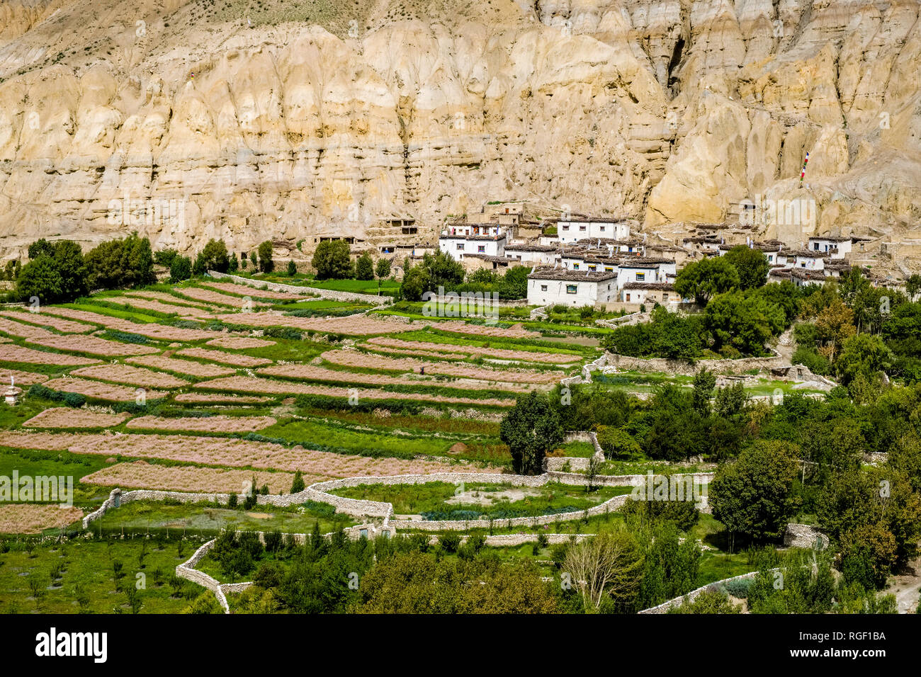 Aerial view on the village and agricultural surroundings with buckwheat and barley fields in Upper Mustang Stock Photo