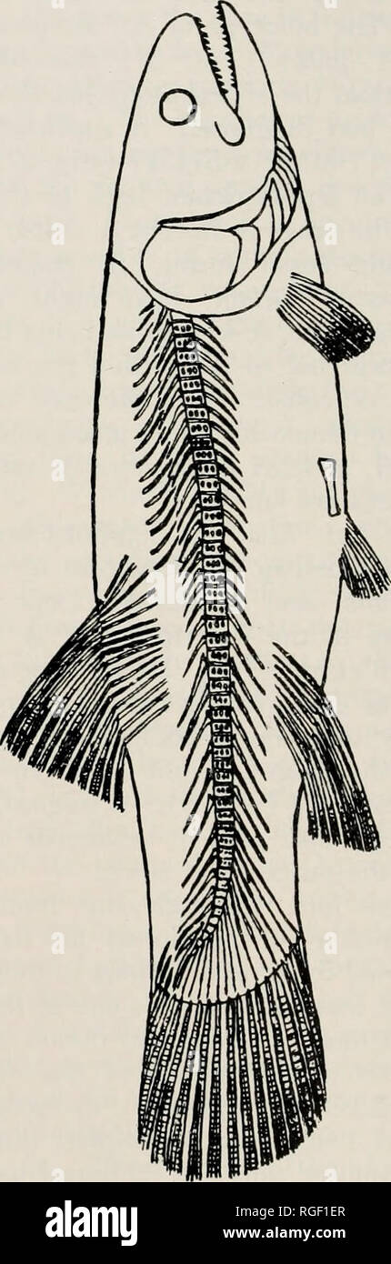 . Bulletin of the Museum of Comparative Zoology at Harvard College. Zoology. fin, which supports the upper caudal lepi- dotrichia in much the same manner as the hypurals in the ventral tail region. A further indication that these epural inter- spinous bones are not vestigial dorsal spine supports is found in Traquair's (1911) plate 7 of Amiopsis dolloi and his plate 8 of Amiopsis lata (both species from the Creta- ceous [Wealden] of Belgium); these plates show the bones to be clearly associated with the caudal lepidotrichia (Fig. 7).. i Fig. 6. Urocles lepidofus MCZ 8300, caudal fin. Fig. 7. R Stock Photo