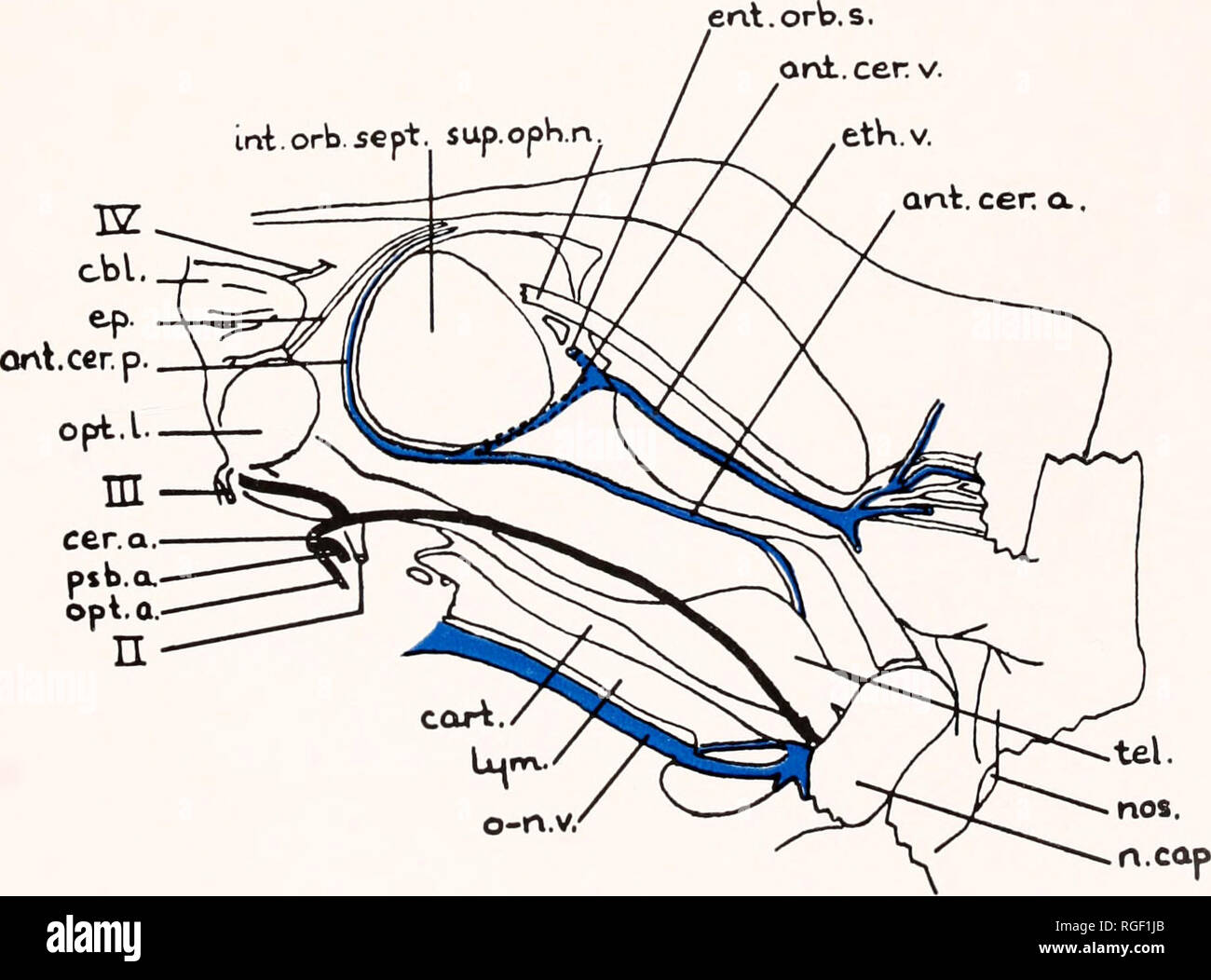 Sbsc High Resolution Stock Photography And Images Alamy