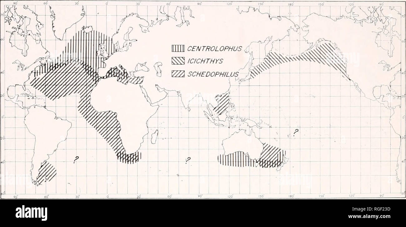 . Bulletin of the Museum of Comparative Zoology at Harvard College. Zoology. Stromateoid Fishes • Haedrich 123. Figure 52. Distribution of ttie soft-spined Centrolophidae. more primitive members of the family, the soft-spined centrolophids (Fig. 52). Schedo- philus is found mainly in the Atlantic Ocean. The presence of two isolated popu- lations, in the China seas and in the en- virons of the Tasman Sea, indicates that the former range of the genus was once much wider. The distribution of the two Pacific area populations of SchedopJiihis and the distribution of Centrolophus are bipolar, again  Stock Photo