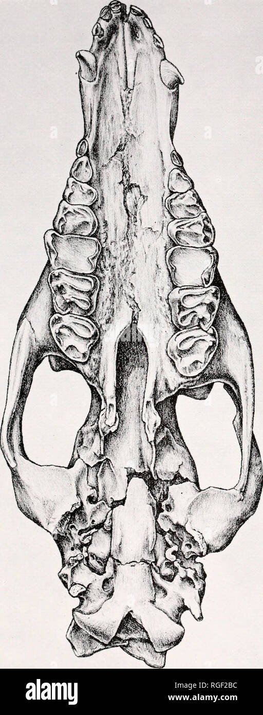 Heptodon hi-res stock photography and images - Alamy