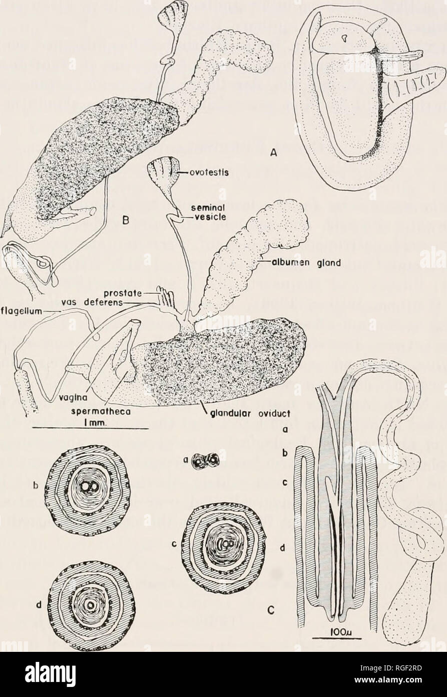 . Bulletin of the Museum of Comparative Zoology at Harvard College. Zoology. BASCH : FRESHWATER LIMPET SNAILS 425. Fig. 10. Eeproductive system of Hchctnnryhis exccntriciis. A, animal witli male genitalia extended; B, entire reprodnctive system, dissected from a mature specimen, as viewed from the left side, and with the organs separated. The albumen gland is a glassy white color, and the glandular oviduct when well developed is bright yellow. Other organs are whitish. Tlie 1 mm. scale refers to B only; C, male genitalia, as reconstructed fi-om whole mounts and serial sections: a, 1&gt;, c, d  Stock Photo