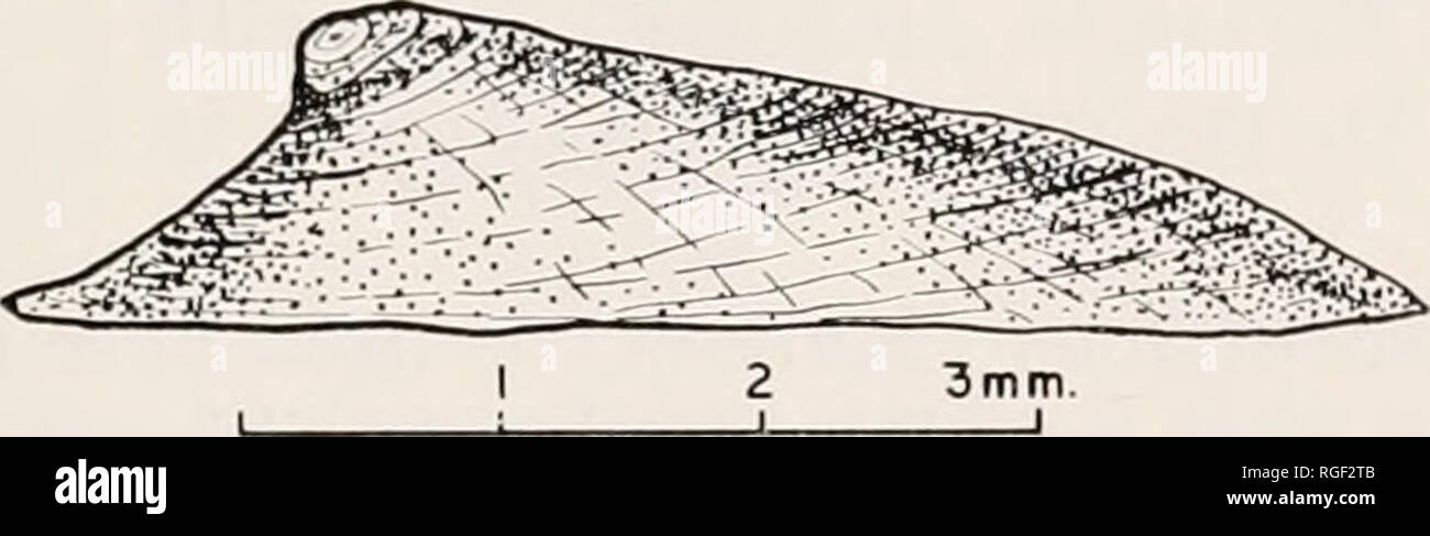 . Bulletin of the Museum of Comparative Zoology at Harvard College. Zoology. BASCH : FRESHWATER LIMPET SNAILS 423 0 78 mm. 2 75 mm. 1.65 to 3.94 1 58 mm. 0.89 to 2.03 1 .51 .380 S. D., length Average widtli Range, width i.6o to 3.'J4 mm. Average heiglit Range, height 0.89 to 2.03 mm. Average L/W Average H/L Distribution: Living animals oeeur in large numbers in canals in Dade County, Florida. Specimens have been sent to me from canals near Tamiami Trail (U. S. Highway 41) at Palmetto Bypass and from i/o mile west of Coopertown. I have collected a few specimens from a roadside ditch on Sapelo I Stock Photo