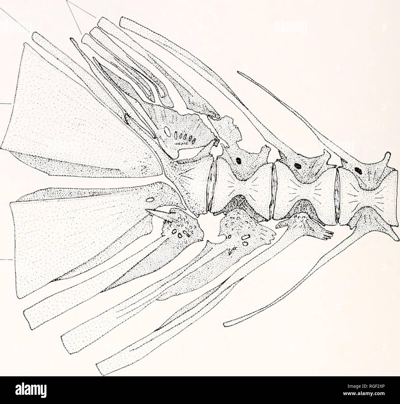. Bulletin of the Museum of Comparative Zoology at Harvard College. Zoology. 76 Bulletin Museum of Comparative Zoology, Vol. 135, No. 2 EPURALS HYPURAL 6 HYPURAL 4+5 — HYPURAL 2 + 3 —. Figure 24. Caudal skeleton of Nomeus gronovii, drawing of a cieored-and-stained preparation from an 87-mm specimen. All elements identified in Figure 1. 1965, from the Sea of Japan is a probable .synonym. Psenopsis humero.su Munro, 1958. Dam- pier Archipelago, N. W. Australia. Deep- bodied. D VII, 28. A III 25. P 22. Gill- rakers 12 on lower limb of first arch (from Munro, 1958). Probably a good species, little  Stock Photo
