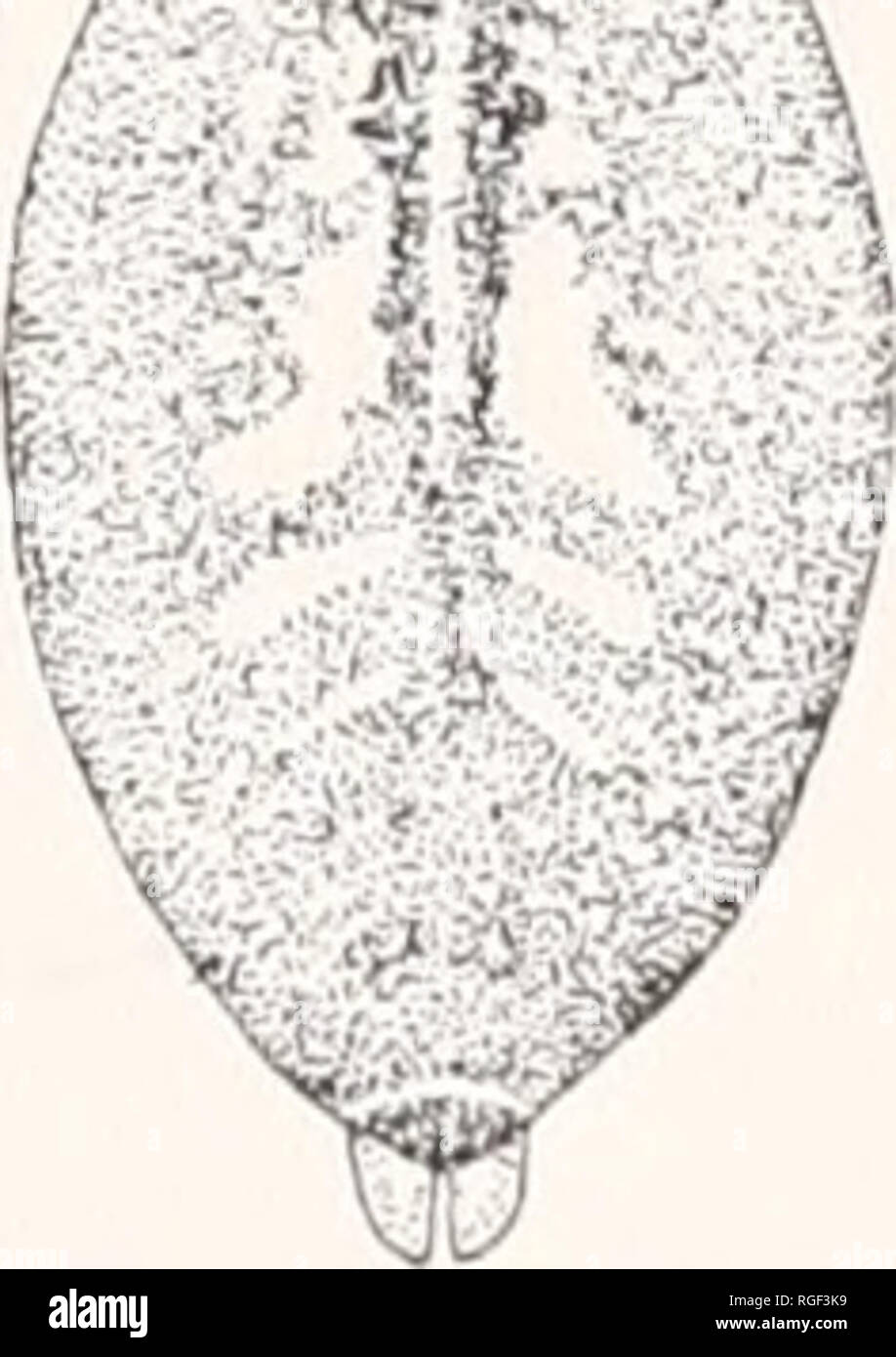 . Bulletin of the Museum of Comparative Zoology at Harvard College. Zoology. f'M  /W. Dorsal view of females. Fig. 163. CluMona cmiadensis Emertou. 164. C. norvegica Strand. 165. C. mi.rta Emerton. 166. C. furcata Emerton. 167. C. California Fox. 168. C. knlczynskii de Lessert. 169. C. praevmfura Emer- ton. 170. C. triviaJis C. Koch. 171. C. praematura Emerton.. Please note that these images are extracted from scanned page images that may have been digitally enhanced for readability - coloration and appearance of these illustrations may not perfectly resemble the original work.. Harvard Univ Stock Photo