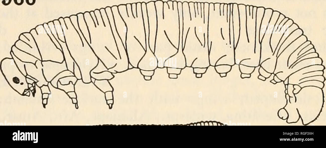 Caterpillar chalas top