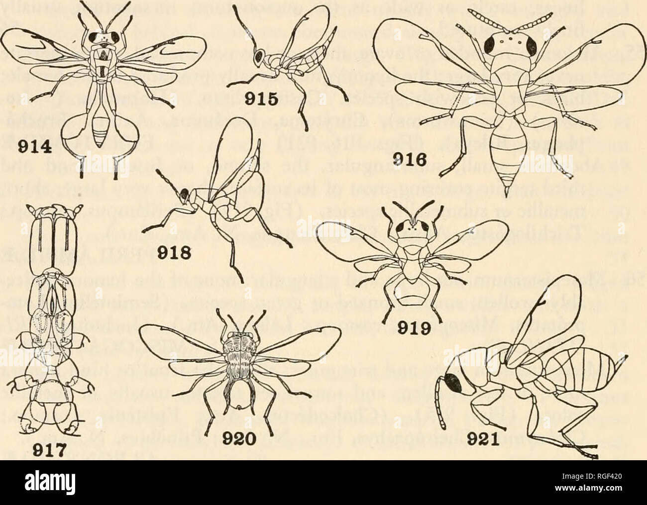 . Bulletin of the Museum of Comparative Zoology at Harvard College. Zoology. 638 bulletin: museum of comparative zoology Antennae not elbowed, usually filiform or tapering toward the tip 69 60. Head with a deep triangular impression anteriorly 61 Head normal, without such impression 62. Figs. 914-921. Hymenoptera 914. Xanthomelanus (Ashmead) Chalcididse. 915. Trigonoderus (Ashmead) Cleonymida:. 916. Bruchophagus (Urbahns) Eurytomidae. 917. Sycophaga, underside of head and thorax (Grandi) Agaontidx. 918. Paracrias (Ashmead) Eulophidae. 919. Perilampus (Ashmead) Perilampidx. 920. Kapala (Ashmead Stock Photo