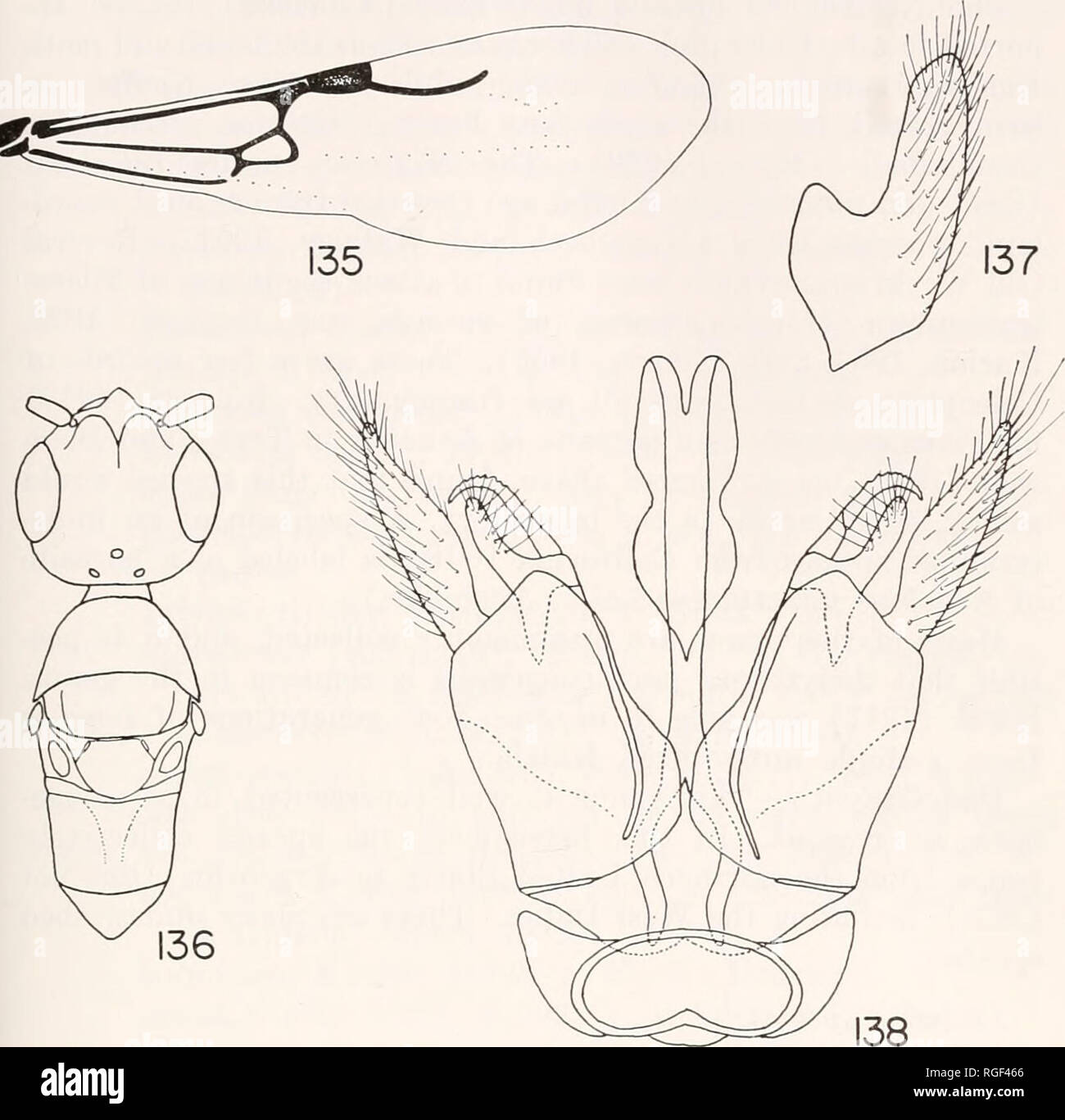 . Bulletin of the Museum of Comparative Zoology at Harvard College. Zoology. EVANS : AMERICAN BETHYLIDAE 197. Parasierola spp. Fig. 135. P. cellularis (Say), fore wing, female. Fig. 136. Same species, head and thorax, female. Fig. 137. P. graeilicornis Kief- fer, lateral view of paramere of male genitalia (ventral surface toward right). Fig. 138. Same species, male genitalia, ventral aspect. stinging it several times, then lays 4-10 eggs (in the laboratory, up to 17 eggs) in two longitudinal rows on the caterpillar. The eggs hatch within 24 hours and the larvae reach maturity in two or three d Stock Photo