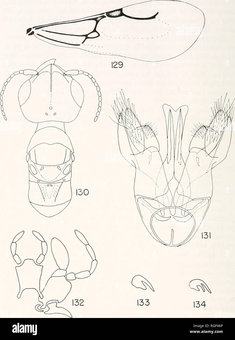 . Bulletin of the Museum of Comparative Zoology at Harvard College. Zoology. 184 BULLETIN: MUSEUM OF COMPARATIVE ZOOLOGY. Prosierola bicarinata (Brues). Fig. 129. Fore wing, female. Fig. 130. Head and thorax, female. Fig. 131. Male genitalia, ventral aspect. Fig. 132. Labium and maxilla, female. Fig. 133. Hind tarsal claws of female. Fig. 134. Hind tarsal claws of male.. Please note that these images are extracted from scanned page images that may have been digitally enhanced for readability - coloration and appearance of these illustrations may not perfectly resemble the original work.. Harva Stock Photo