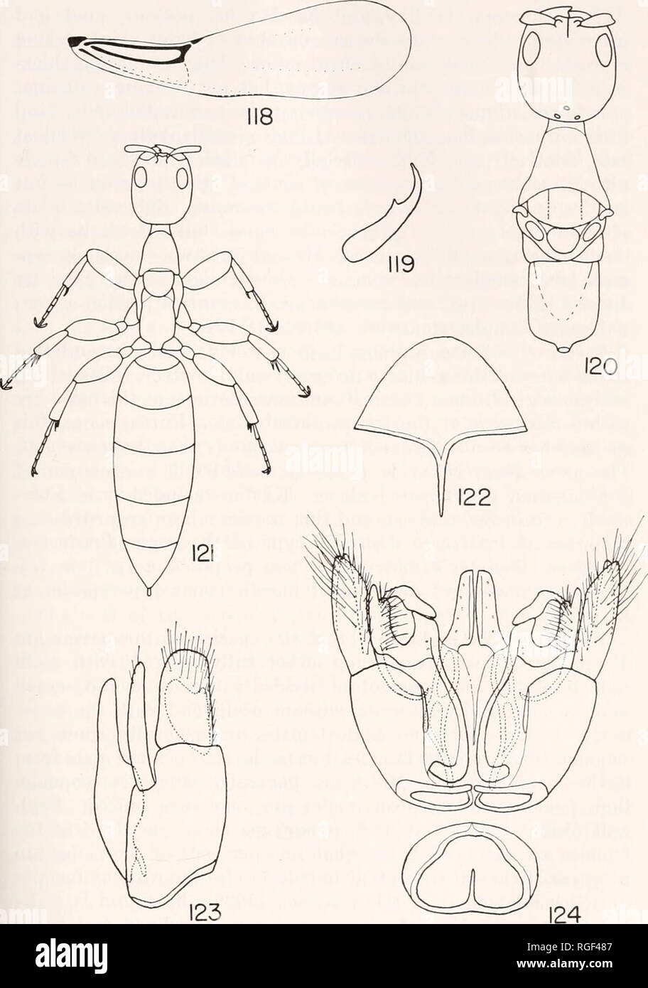 . Bulletin of the Museum of Comparative Zoology at Harvard College. Zoology. EVANS: AMERICAN BETHYLIDAE 175. Scleroderma macrogaster (Ashmead). Fig. 118. Fore wing of alate female. Fig. 119. Hind tarsal claw of alate female. Fig. 120. Head and thorax of alate female. Fig. 121. Apterous female. Fig. 122. Male sub- genital plate. Fig. 123. Male genitalia, lateral aspect, dorsal surface (aedoeagus) at left. Fig. 124. Male genitalia, ventral aspect with basal ring detached from genital capsule.. Please note that these images are extracted from scanned page images that may have been digitally enhan Stock Photo