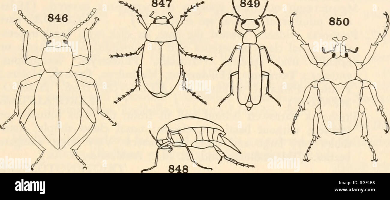 . Bulletin of the Museum of Comparative Zoology at Harvard College. Zoology. CLASSIFICATION OF INSECTS 571 Antennae strongly clavate, more or less completely concealed be- neath the sides of the head, with large two-jointed club, genicu- late at the base, with the first joint very long; middle tarsi some- times four-jointed, very small, oval, flattened beetles living in ants' nests. (Cossyphodes, Cossyphodites, Ethiop.; Cossyphodinus, India) COSSYPH6DIDjE 130. Antennae geniculate; elytra truncate behind, exposing two ab- dominal tergites; small, oval, hard-bodied species. (Acritus, Halacritus, Stock Photo