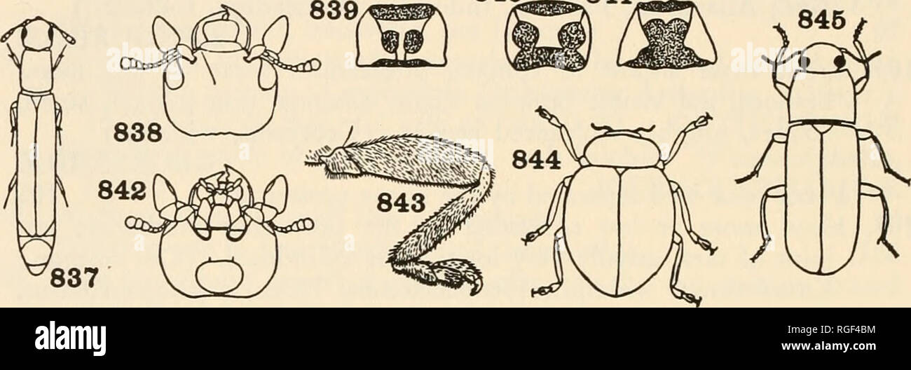 Hydroscapha hires stock photography and images Alamy