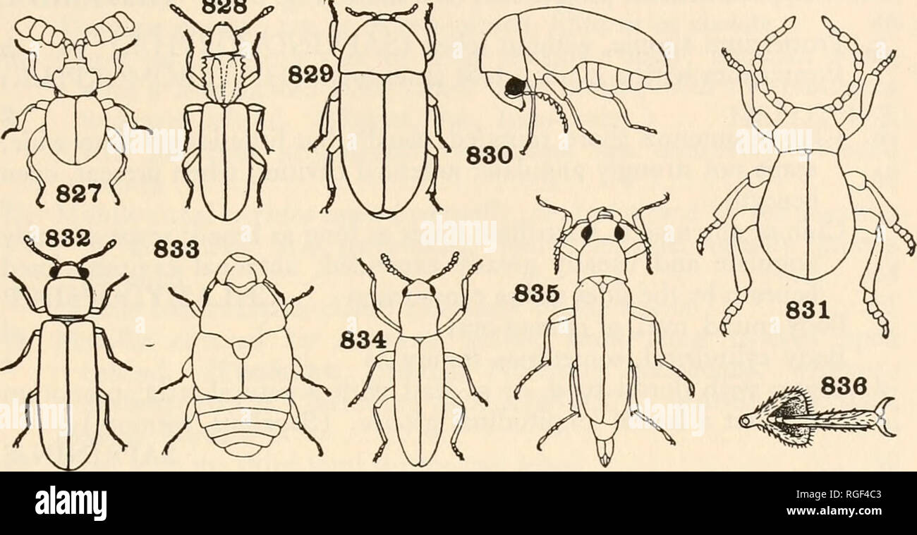 . Bulletin of the Museum of Comparative Zoology at Harvard College. Zoology. CLASSIFICATION OF INSECTS 557 Labrum concealed; no membranous fold between the last two sternites; presternum not lobed in front; antennas inserted on the front between the eyes, received in transverse grooves on the front; not able to leap by the prothoracic joint. (Dro- 828. Figs. 827-836. Coleoptera 827. Ectrcphcs (Westwood) Ectrephidae. 828. Silvanus (Chittenden) Silvanidae. 829. Dermestes (Howard and Marlatt) Dermestidae. 830. Lasioderma (Smith) Anobiidae. 831. Mezium (Smith) Ptinidae. 832. Lyctus (Hopkins) Lycti Stock Photo