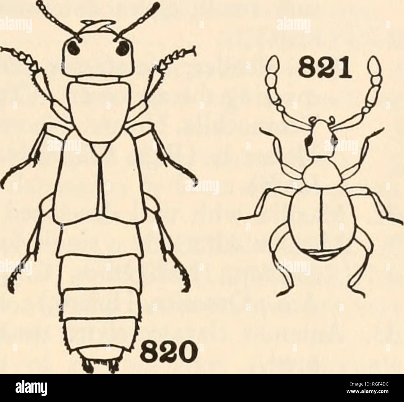 . Bulletin of the Museum of Comparative Zoology at Harvard College. Zoology. Figs. 818-821. Coleoptera 818. Brachinus. Carabidae. 819. Glischrochilus (Felt) Nitidulida:. 820. Staphylinus. Staphylinidae. 821. Goniastes. (Westwood) Pselaphidae. 28. First three tergites connate; last joint of tarsi long, with very large claws; small, aquatic or subaquatic beedes. (Dryops Helichus, widespr.; Lutrochus, Am.; Sostea, Indomal.). (PARN1D/E). DRY6PID^E All tergites free; last tarsal joint not elongated, the claws not en- larged; terrestrial species.1 (Dascillus, Eubrianax, Holarc; Arte- matopus, Neotro Stock Photo