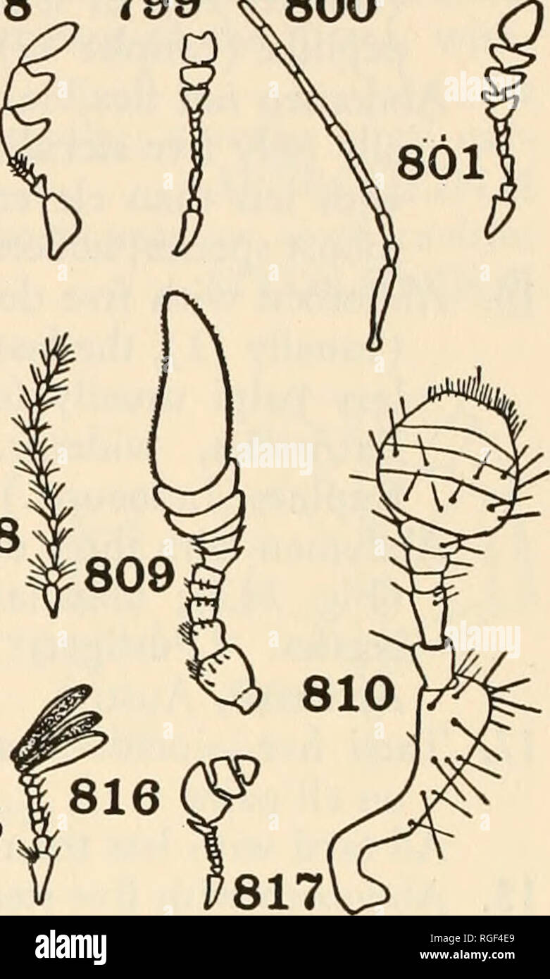 . Bulletin of the Museum of Comparative Zoology at Harvard College. Zoology. 803&quot;804 -806, 807 805 808 811 812. 813 814 815. Figs. 793-817. Antennae of Various Coleoptera 793. Ludius (Leconte and Horn) Elateridae. 794. Prionocyphon (Leconte and Horn) Helodidae. 795. Corymbites (Leconte and Horn) Elateridae. 796. Acneus (Leconte and Horn) Helodidae. 797. Dendroides (Leconte and Horn) Pyrochroidae. 798. Dorcatoma (Leconte and Horn) Anobiidae. 799. Corynetes (Leconte and Horn) Corynetidae. 800. Brontes. Cucujidae. 801. Liodes (Leconte and Horn) Histeridac. 802. Temnochilus (Leconte and Horn) Stock Photo