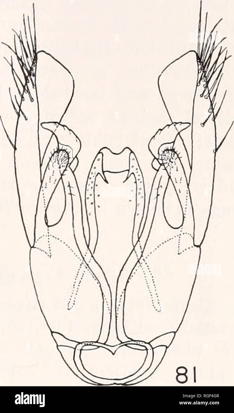 . Bulletin of the Museum of Comparative Zoology at Harvard College. Zoology. Aspidepyris foveolatus n. sp., male hole-type. Fig. 79. Fore wing. Fig. 80. Head and thorax. Fig. 81. Genitalia. Aspidepyris foveolatus new species Holotype.— 6 , HONDURAS: La Ceiba, 18 Oct. 1916 (F. J. Dyer) [AMNH]. Description of type male. — Length about 3.5 mm; LFW 2.4 mm. Body shining, head and thorax black, abdomen dark red- dish brown, .slightly paler apically; palpi straw-colored; man- dibles testaceous; antennae bright rufo-castaneous, except scape somewhat infuscated and apical few segments suffused with bro Stock Photo