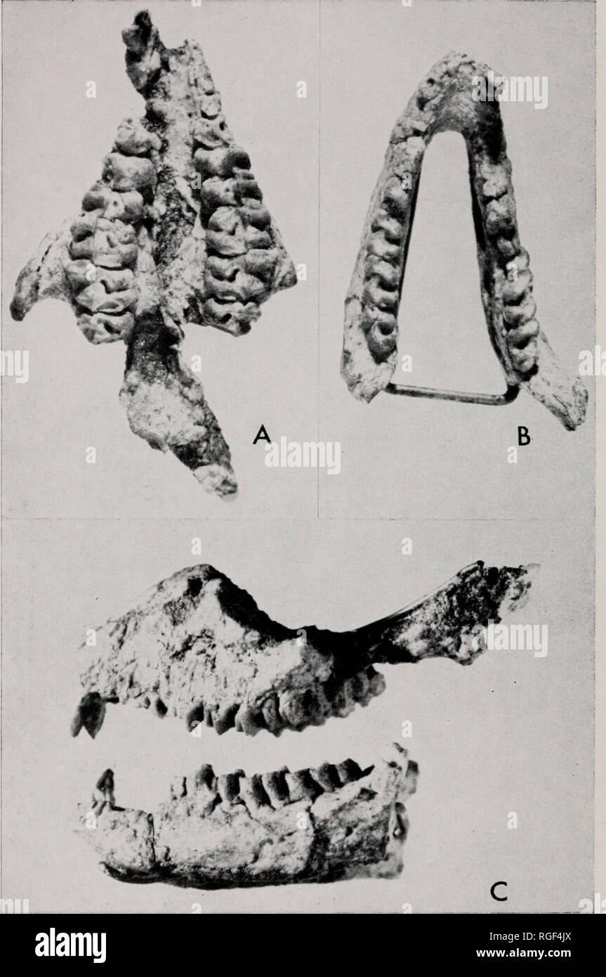. Bulletin of the Museum of Comparative Zoology at Harvard College. Zoology. Plate 4. Brachystephanus postremus. Photographs of original of A.M. VII. No. 45946, cast of type. A, incomplete skull, palatal view. H, incom- plete lower jaw, dorsal view. C, incomplete skull and lower jaw, left lateral view. X about 1.5.. Please note that these images are extracted from scanned page images that may have been digitally enhanced for readability - coloration and appearance of these illustrations may not perfectly resemble the original work.. Harvard University. Museum of Comparative Zoology. Cambridge, Stock Photo