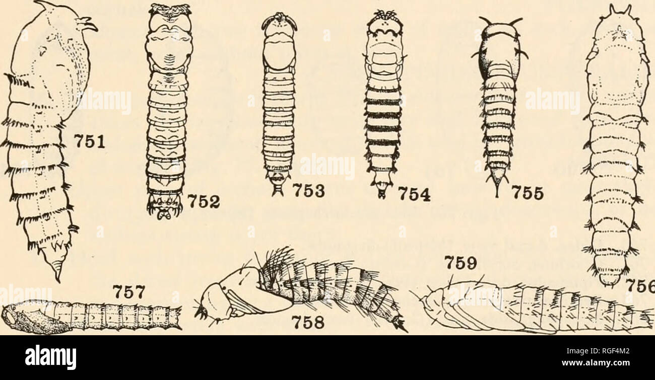 . Bulletin of the Museum of Comparative Zoology at Harvard College. Zoology. CLASSIFICATION OF INSECTS 411 26. 27. two rows, of. thorn-like protuberances; palpi recurved at apices. (Fig. 739, Pachyrrhina) TTPtJLIM: Abdominal segments rarely with distinct thorn-like protuberances, usually with weak hairs; palpi straight, not recurved at apices. LIMONIIDjE Orthorrhapha Pupa enclosed within the last larval moult 27 Pupa free 28 Thoracic segments one and two each with a smooth plate on dorsum; apical segment with a transverse series of short teeth. 751 !752 753 754 755 756 Figs. 751-759. Orthorrha Stock Photo