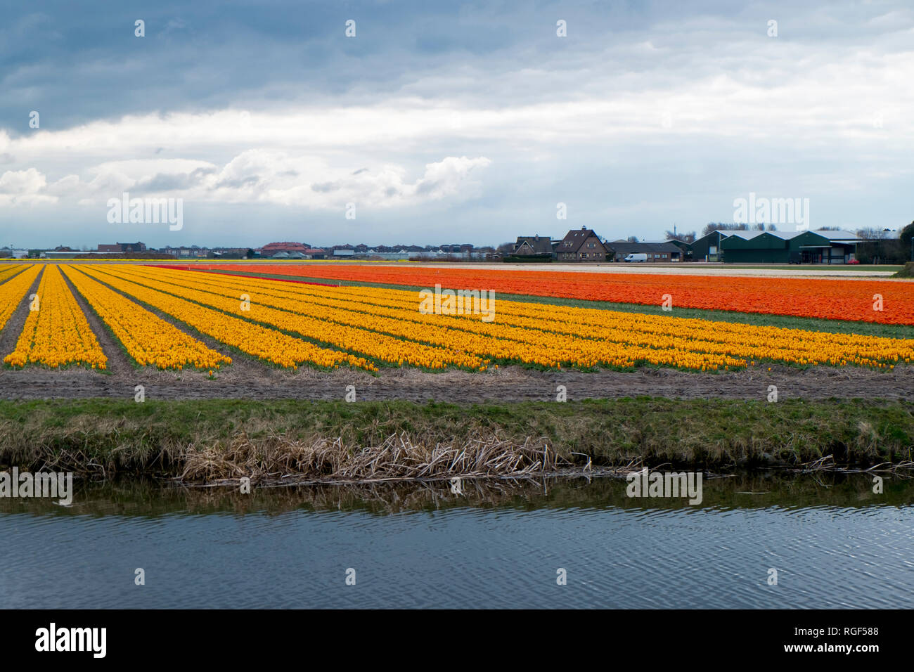 Tulip fields in bloom under a stormy sky in the Netherlands. Stock Photo