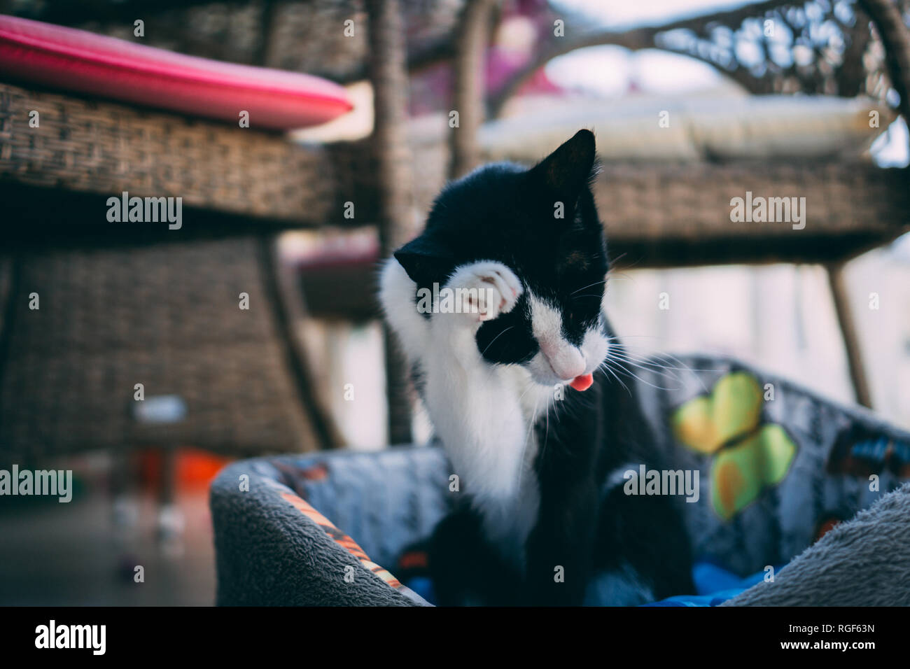 A black and white cat cleaning itself. A cat caught by camera during