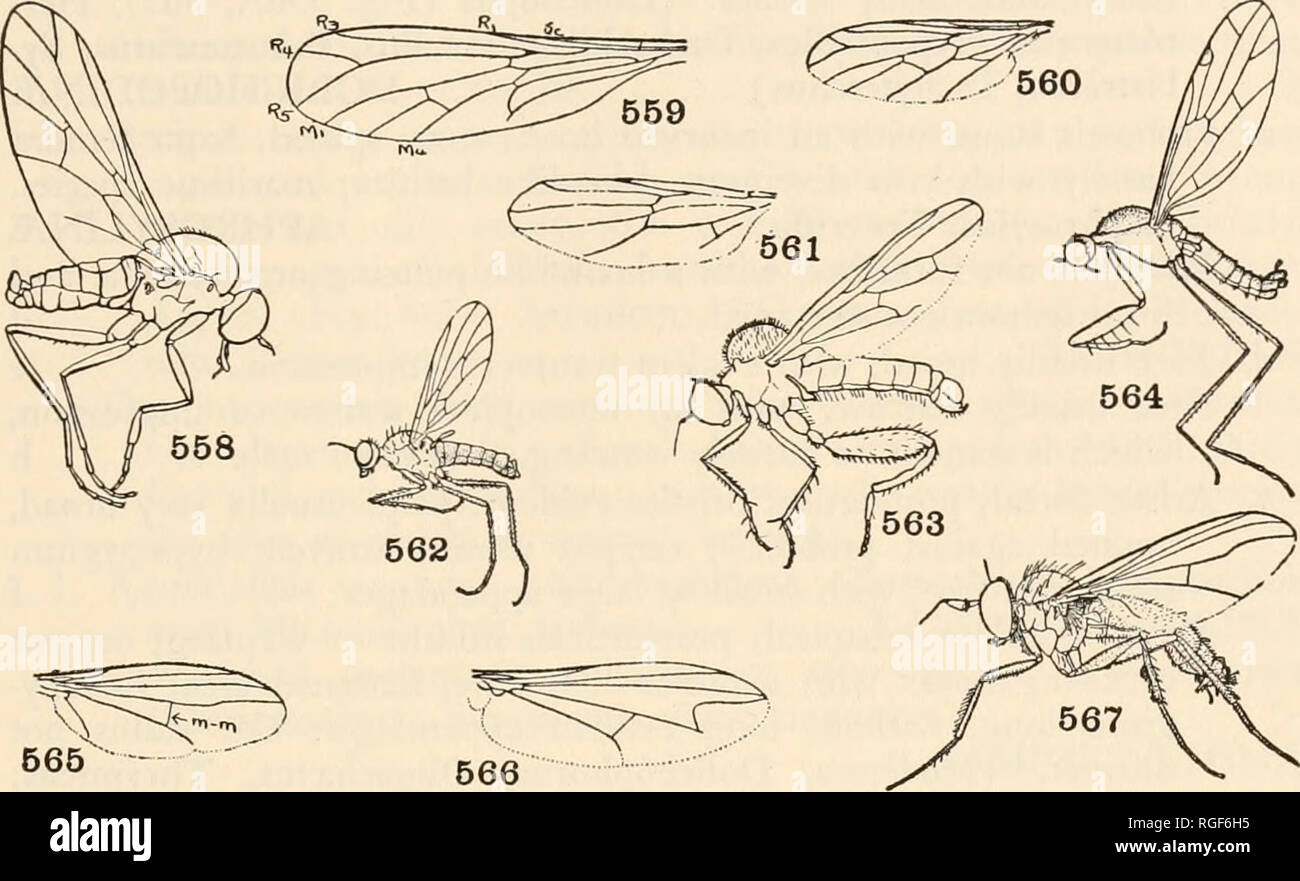 . Bulletin of the Museum of Comparative Zoology at Harvard College. Zoology. CLASSIFICATION OF INSECTS 343 inflexed under abdomen; color usually metallic green. A large family of over 2000 species, widespread, principally Holarctic and Neotropical (DOUCH6P1D/E) DOLICHOPODIDAE Fourth vein typically broken, the front fork widely diverging and angulately approaching the third vein (Fig. 566); head short and broad, occiput concave, vertex sunken, ocellar triangle prominent;. ^f^pr) Figs. 558-567. Empididae, Dolichopodidae 558. Hilarempis, male. Empididae. 559. Brachystoma, wing. Empididae. 560. Em Stock Photo