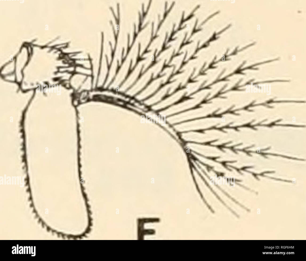 Musca arista hi-res stock photography and images - Alamy