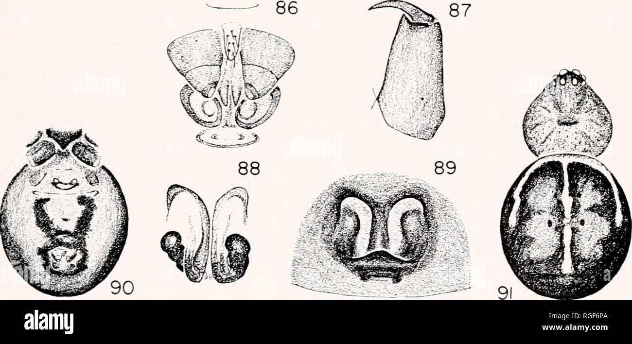 . Bulletin of the Museum of Comparative Zoology at Harvard College. Zoology. Figs. 86-89. Steatoda bipunctata (Linnaeus). 86. Colulus and spinnerets. 87. Left cheliceia of female, inside view. 8S. Female genitalia, dorsal view. 89. Epigynum. Figs. 90, 9L S. Jtespera Cliamberlin and Ivie, female. 90. Abdomen, ventral view. 91. Dorsal view.. Please note that these images are extracted from scanned page images that may have been digitally enhanced for readability - coloration and appearance of these illustrations may not perfectly resemble the original work.. Harvard University. Museum of Compara Stock Photo
