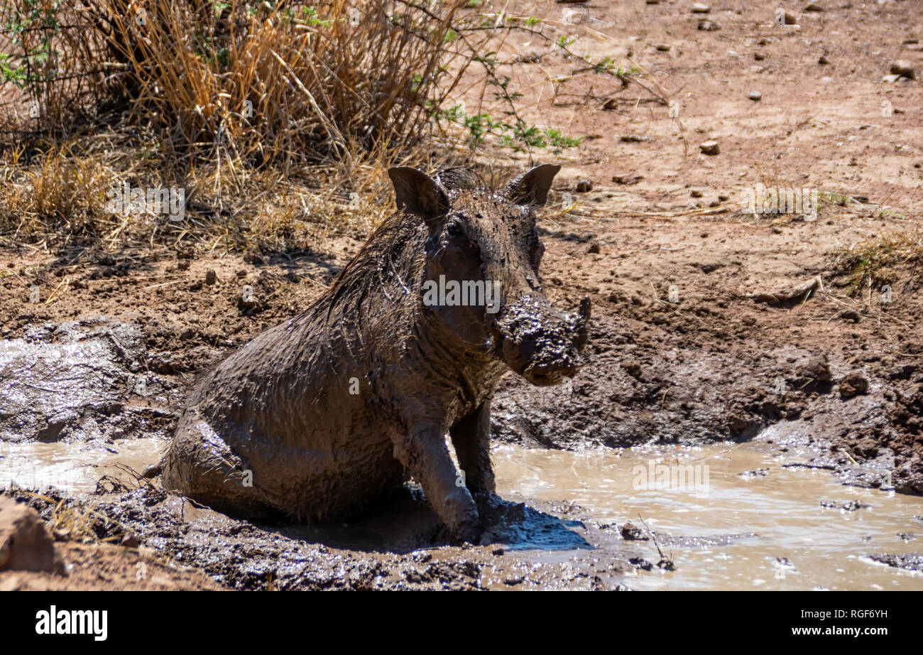 Waterhog taking a mud bath - Stock Image - C054/5344 - Science Photo Library