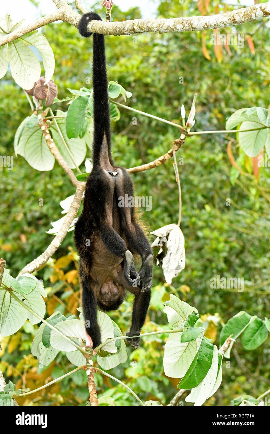 Mantled Howler Monkey (Alouatta palliata) adult in cecropia tree