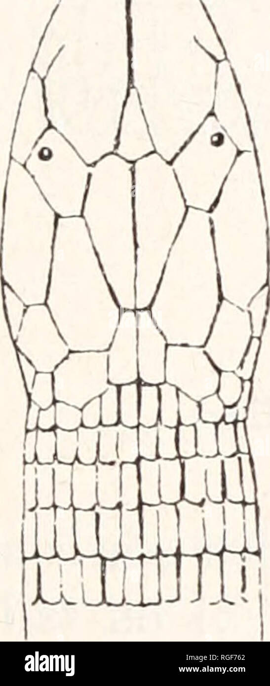 . Bulletin of the Museum of Comparative Zoology at Harvard College. Zoology. loveridge: African amphisbaenidae 379 Amphisbaena mulleri Strauch 1878. Cynisca sp. Miiller, Verh. Naturf. Ges. Basel, 6, p. 704, pi. ii, fig. c: Akropong, Goldcoast. 1881. Amphisbaena Mulleri Strauch, Mel. Biol. Acad. Sci. St. Petersbourg, 11, p. 389: Akropong, Goldcoast. 188oe. Boulenger, p. 448. 1893c. Matschie, p. 210. 1910b. Werner, p. 40. 1919. Schmidt, p. 601. Description. Rostral moderate, triangular; nasal fused with first labial, preocular and prefrontal, forming a long suture with its fellow behind the rost Stock Photo