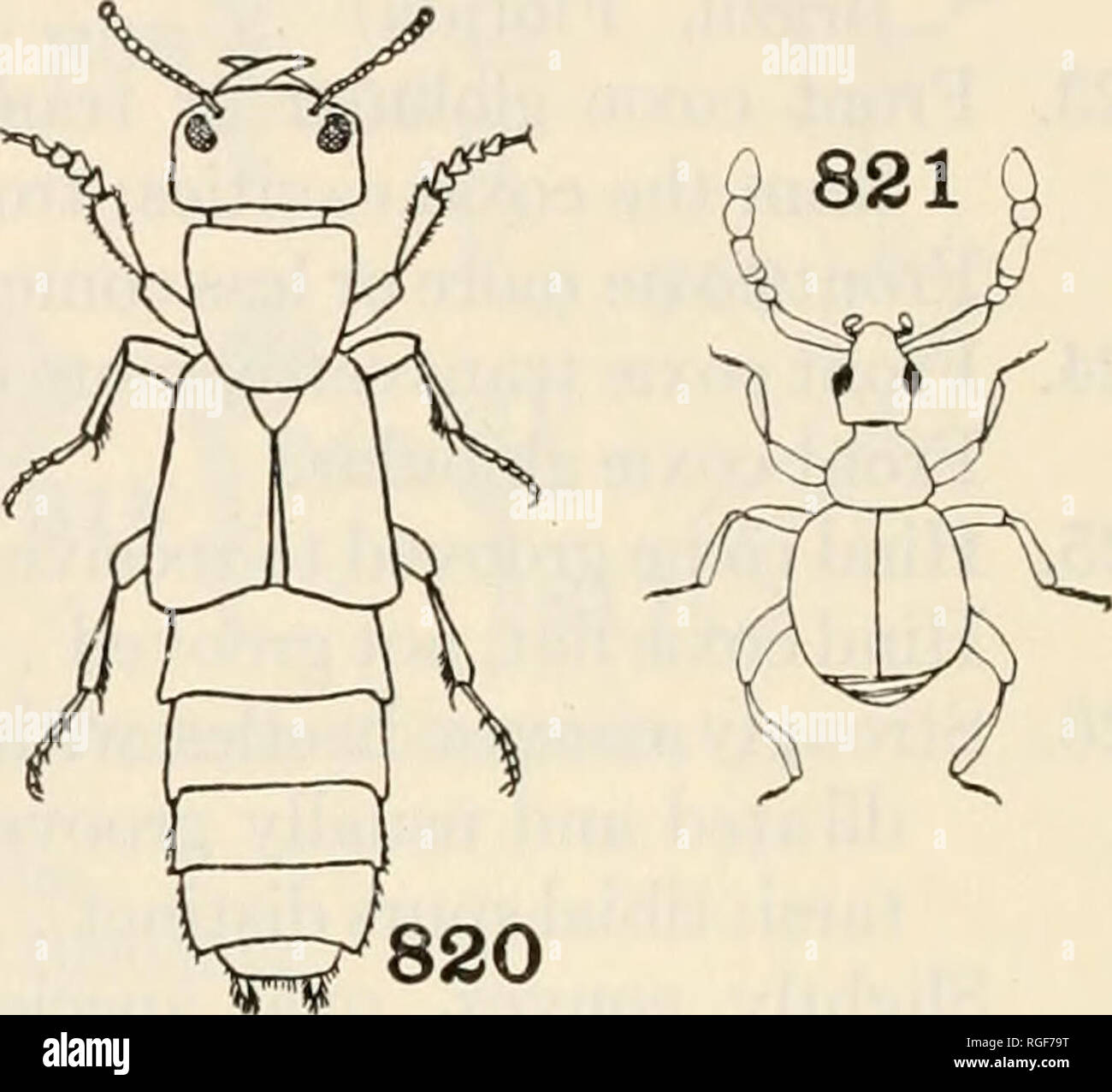 . Bulletin of the Museum of Comparative Zoology at Harvard College. Zoology. Figs. 818-821. Coleoptera 818. Brachinus. Carabidae. 819. Glischrochilus (Felt) Nitidulidae. 820. Staphylinus. Staphylinidse. 821. Goniastes (Westwood) Pselaphidse. 31. Posterior coxae at most moderately dilated internally. (Cyphon, cosmop.; Helodes, Scirtes, widespr.; (Figs. 794, 796, 825). (CYPHONID^) HELODID^ Posterior coxae very large. (Eucinetus, widespr.; Euscaphurus, nearc.) EUCINETID^l 32. Antennae geniculate, very strongly clavate or capitate; elytra shortened, leaving two tergites uncovered; all tibiae usual Stock Photo