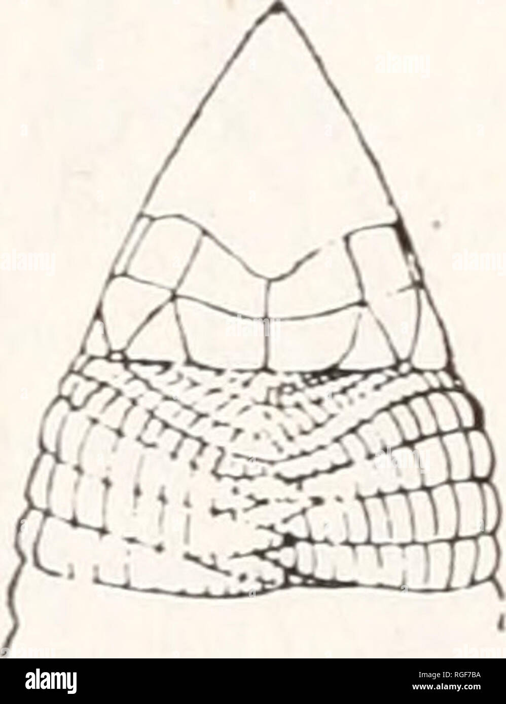 Triangular shields hi-res stock photography and images - Alamy