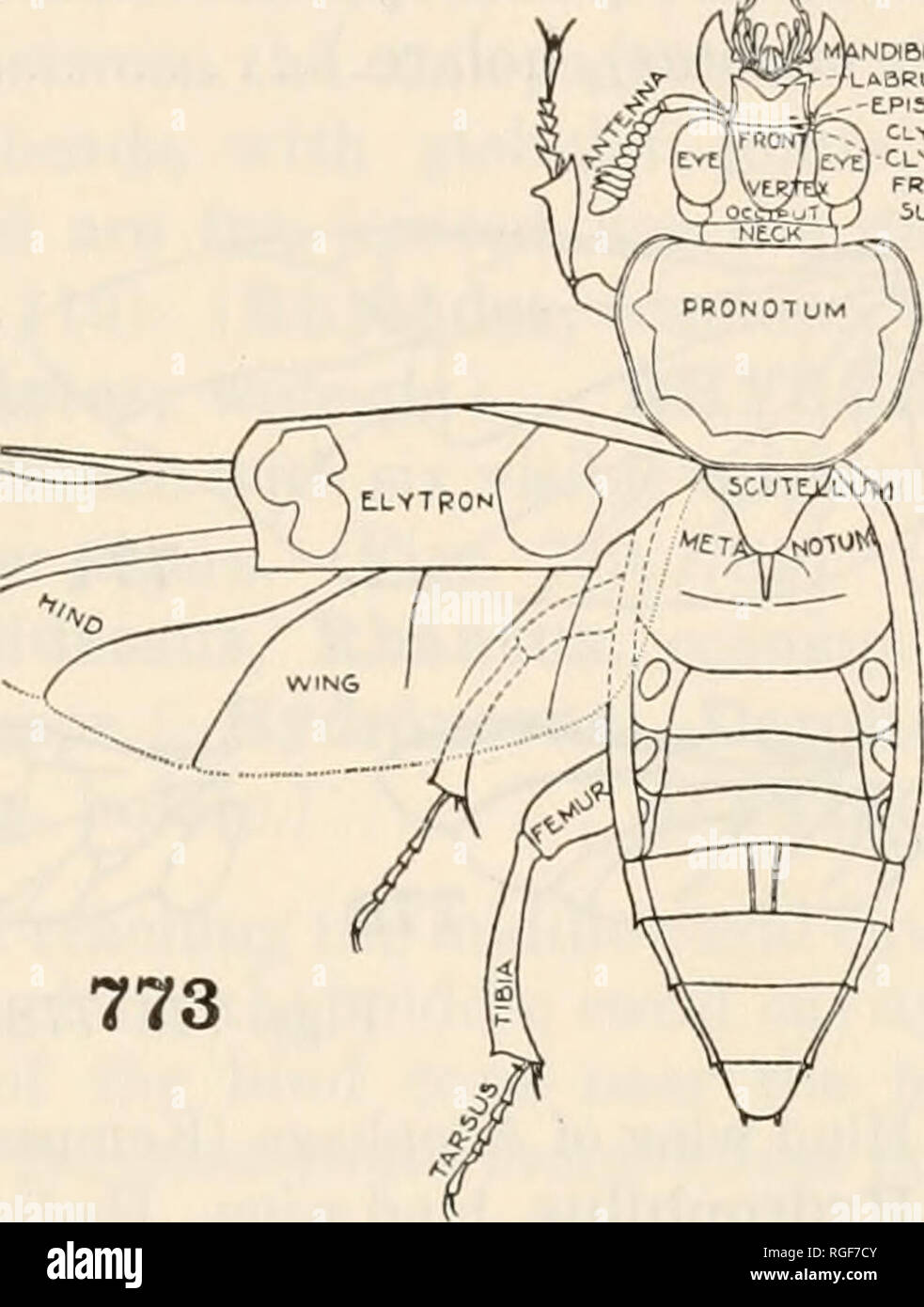 Epimeron Insect . Bulletin of the Museum of Comparative Zoology at Harvard College ...
