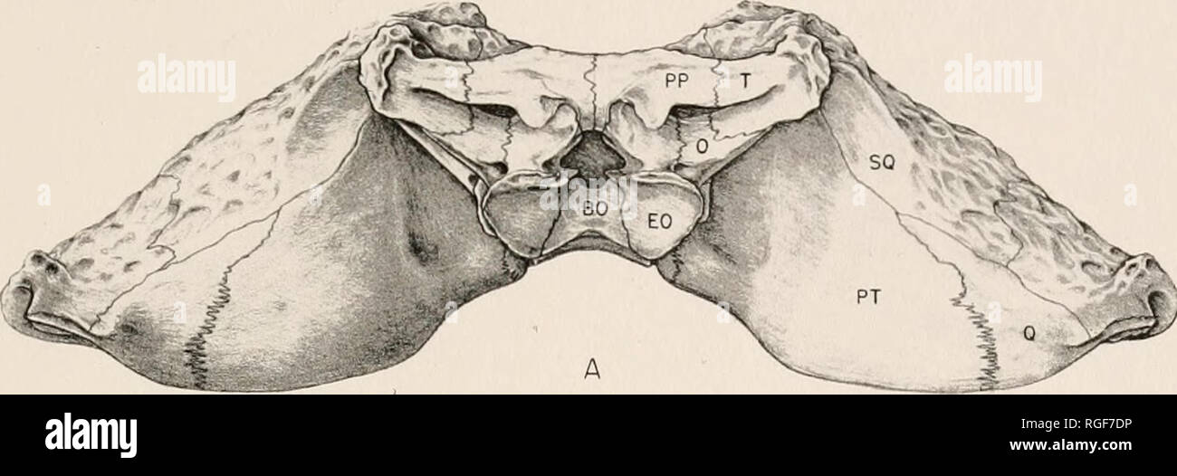 Eryops eryops hires stock photography and images Alamy